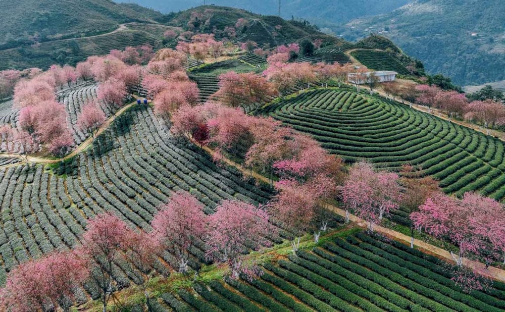 O Quy Ho Tea Hill presents a peaceful and enchanting landscape that captivates the heart 